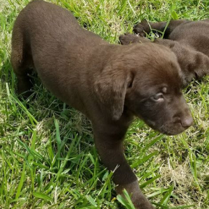 Labrador Retriever Puppy Chocolate Chip