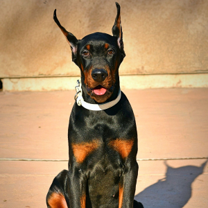 Doberman Pinscher Puppy Aiden