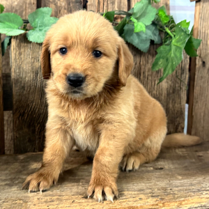 Golden Retriever Puppy Brenda