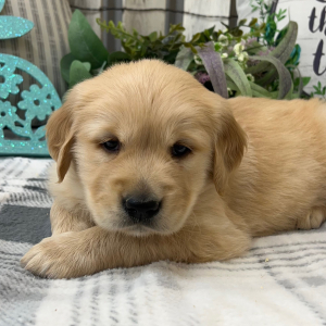 Golden Retriever Puppy Mason
