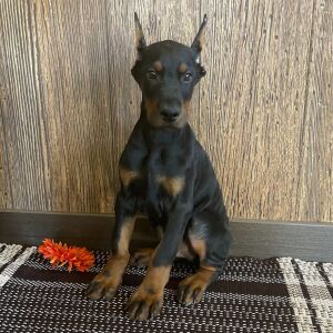 Doberman Pinscher Puppy Grayson