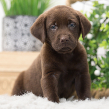Puppy