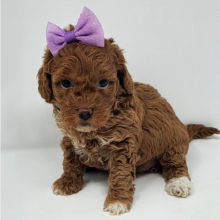 Puppy