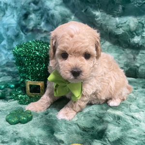 Maltipoo Puppy Indie