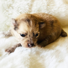 Pomeranian Puppy Fiona
