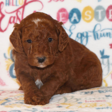 Poodle Puppy Ruth
