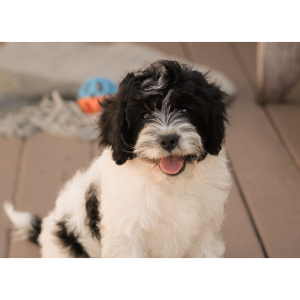 Cavapoo Puppy Zach
