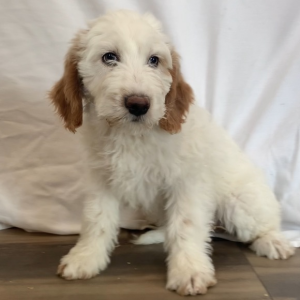 Goldendoodle Puppy Huey