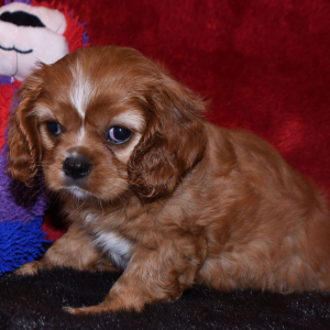 Cavalier King Charles Spaniel Puppy Erin