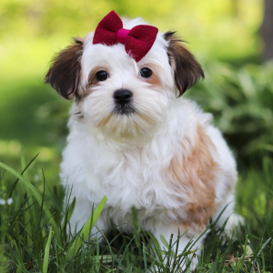 Morkie Puppy Honey