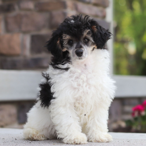 Poodle Puppy Cookie