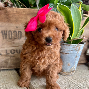 Poodle Puppy Reagan