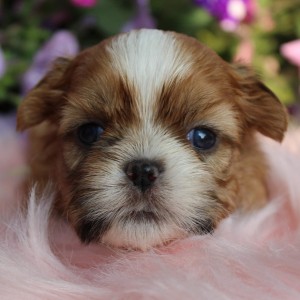 Shih Tzu Puppy Trixie