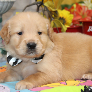 Golden Retriever Puppy Rork