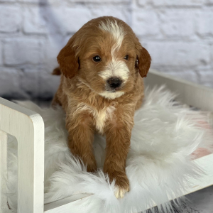 Goldendoodle Puppy Maxx