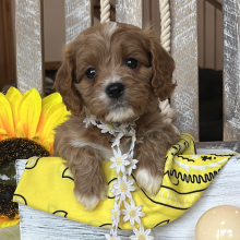 Puppy