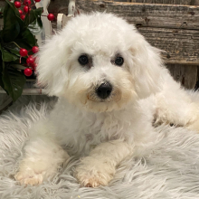 Bichon Frise puppy for sale Dreamer, dog for sale