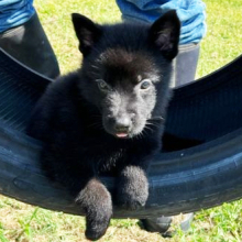 German Shepherd Dog puppy for sale Fury, dog for sale