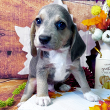 Beagle puppy for sale King, dog for sale