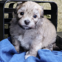 Coton de Tulear puppy for sale Tram, dog for sale