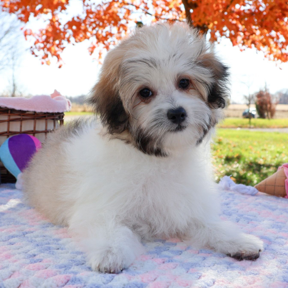 Lexie, a TriColored Female Coton de Tulear Puppy 745489 PuppySpot