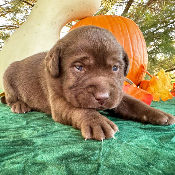 Della, a Chocolate Female Labrador Retriever Puppy 776169 PuppySpot