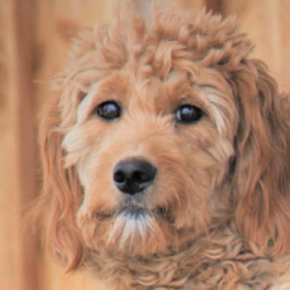 Jordan Goldendoodle Puppy