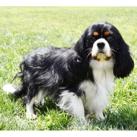 Cavalier King Charles Spaniel