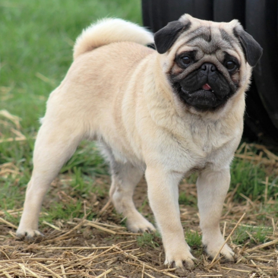 Pug