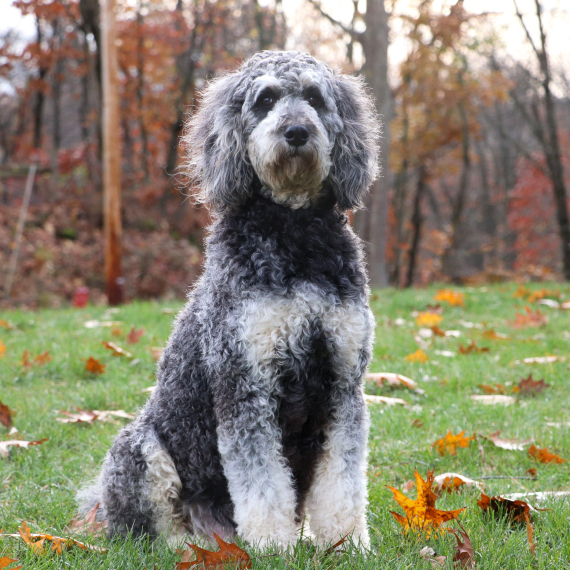 Bernedoodle