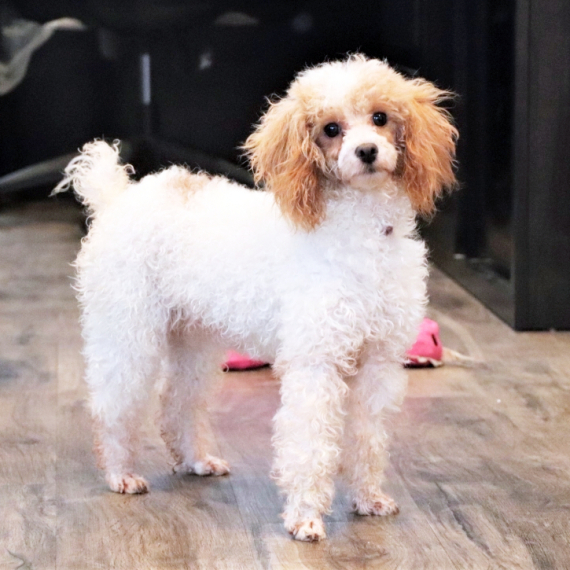 Poodle