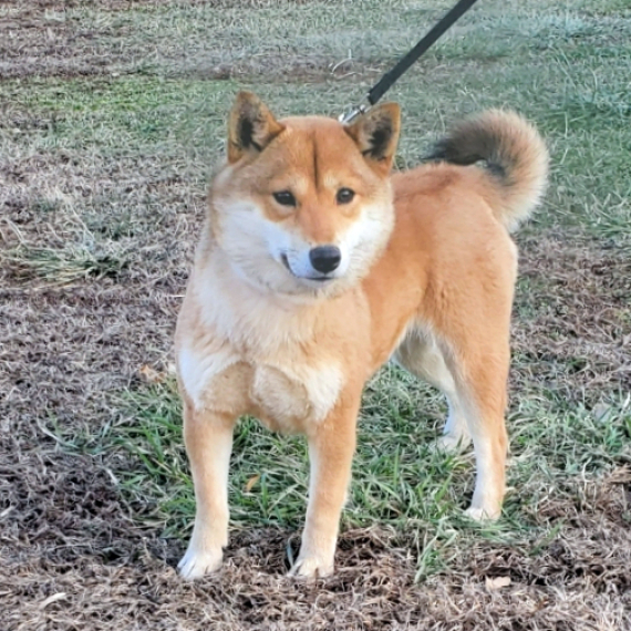 Shiba Inu
