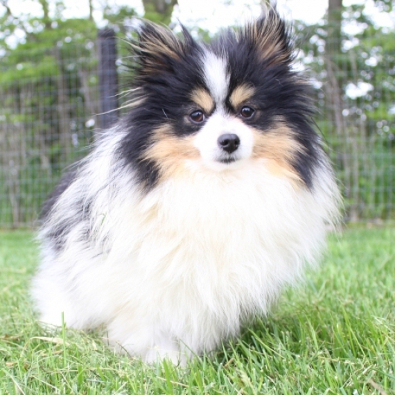 Pomeranian