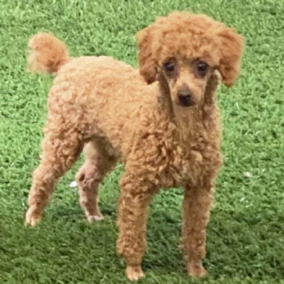 Poodle