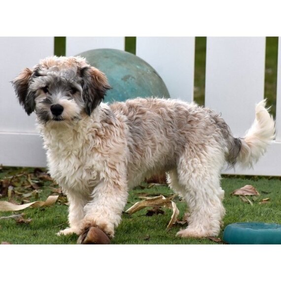 Havanese