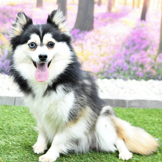 Pomsky