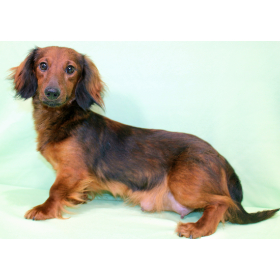 Dachshund