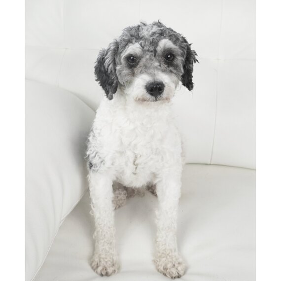 Poodle
