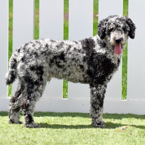 Poodle