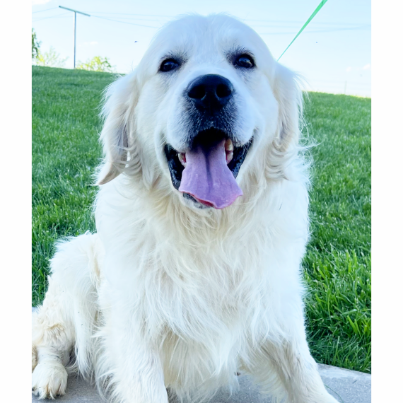 Golden Retriever