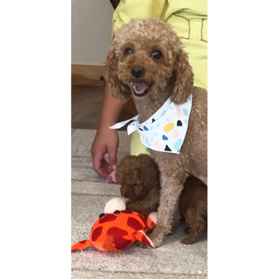Goldendoodle