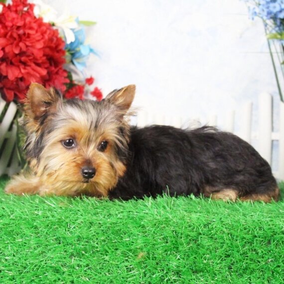 Yorkshire Terrier