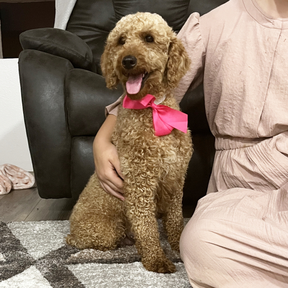 Goldendoodle