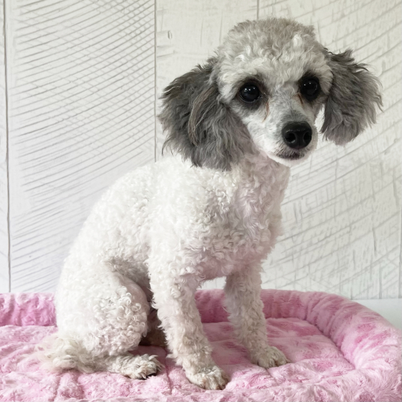 Poodle