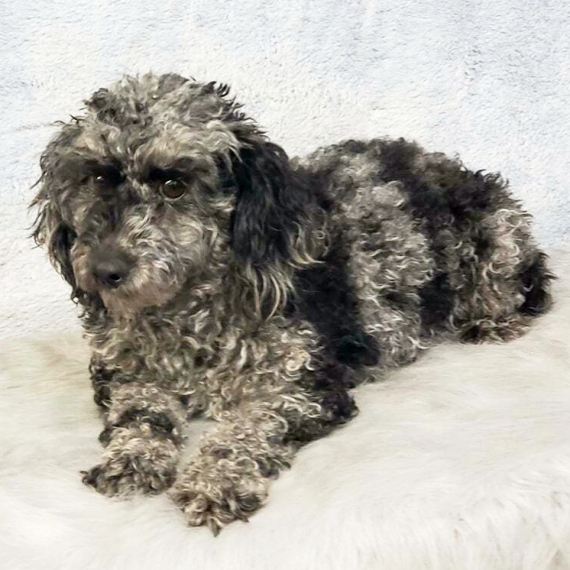 Poodle