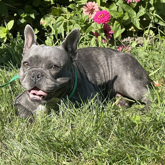 French Bulldog