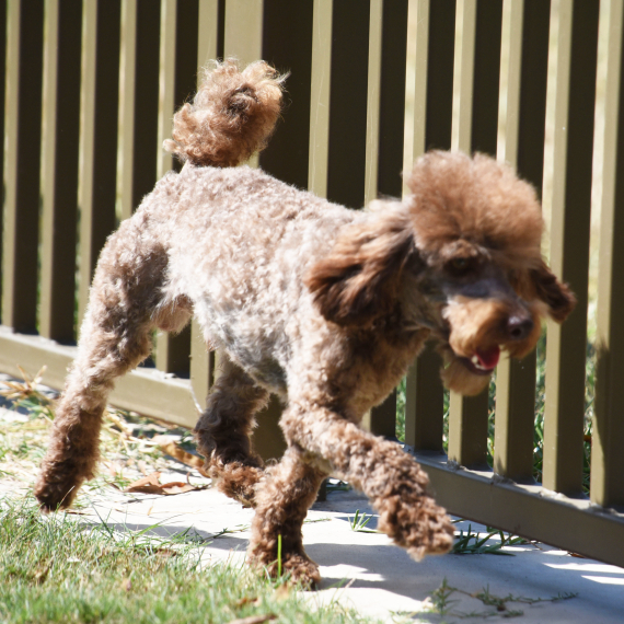 Poodle