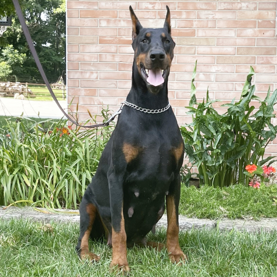 Doberman Pinscher