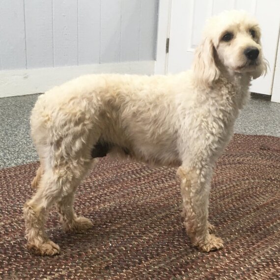Goldendoodle