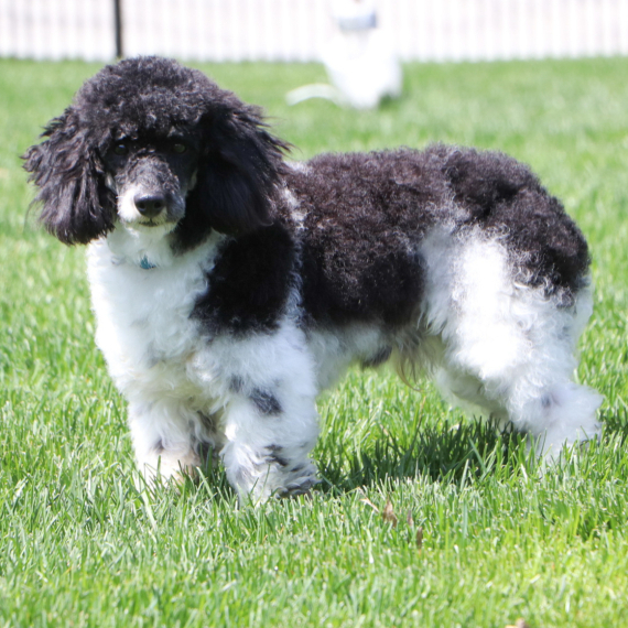 Poodle